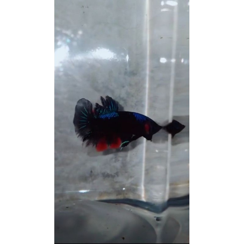 cupang hias Avatar BBL x Gordon