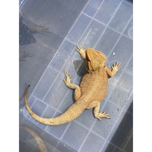 bearded dragon hypo m