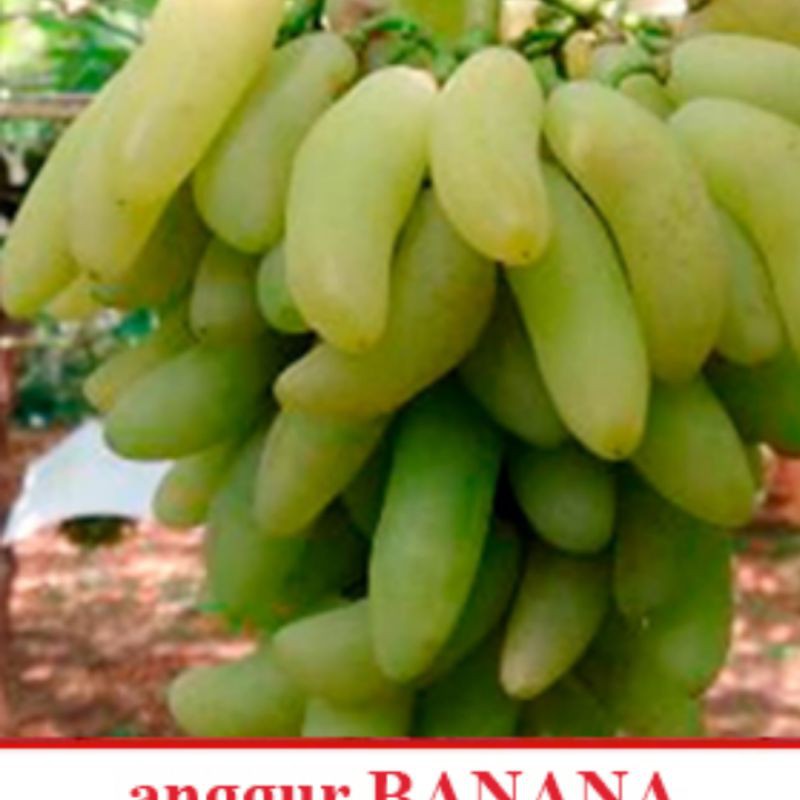 Jual Bibit Tanaman Anggur Impor Banana Hasil Grafting Shopee Indonesia