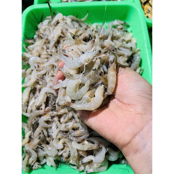 

Udang kecil/udang peye