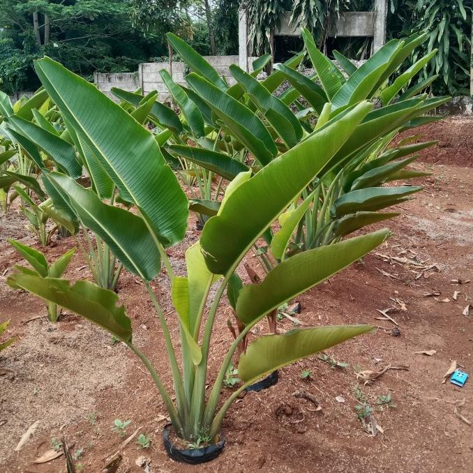 jual tanaman hias pisang kipas besar