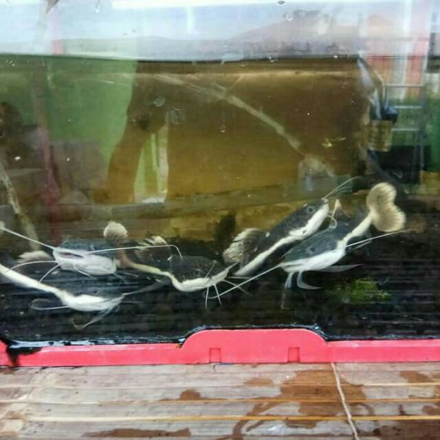 Ikan Red Tail Catfish (RTC)