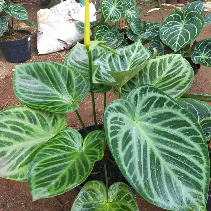 Tanaman hias kuping gajah dorayaki - anturium cystalium