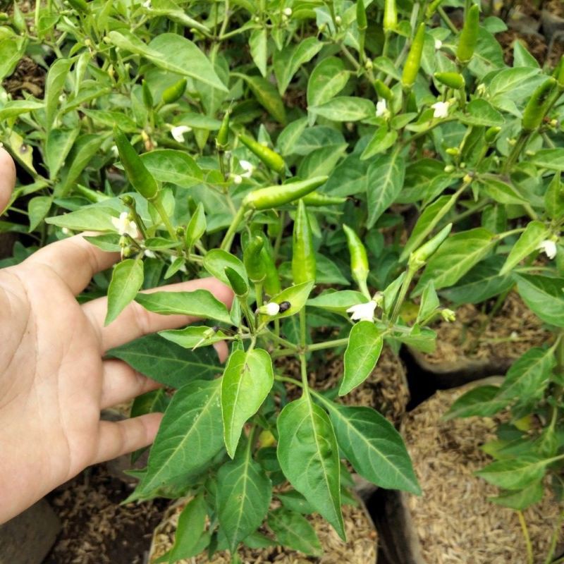 

pohon cabai rawit