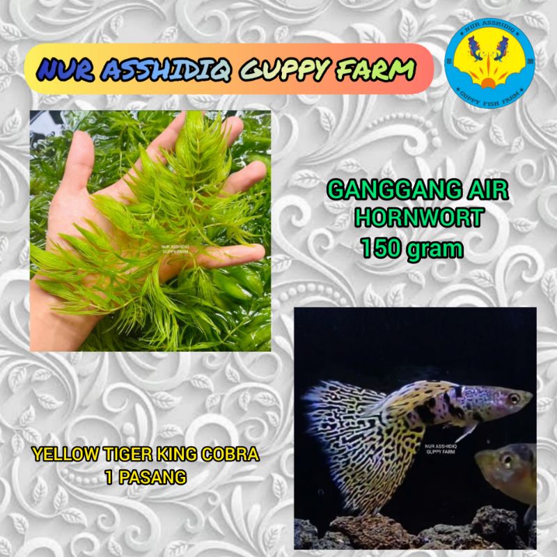 Paket Ganggang Air Hornwort + Yellow Tiger king cobra