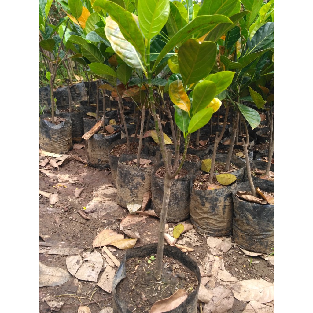 

bibit buah nangka madu