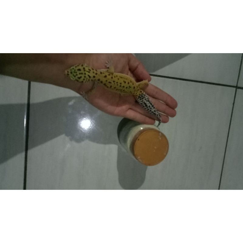 Leopard gecko giant tangerine kalsium