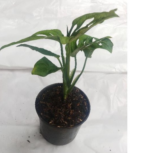 Monstera Acuminata Tanaman Hias - Janda Bolong Acuminta