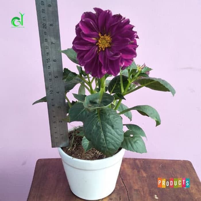 Paling Populer 28 Gambar Bunga Dahlia Ukuran Besar Paling Populer 28 Gambar Bunga Dahlia Ukuran Besar