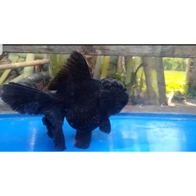 

Black Oranda