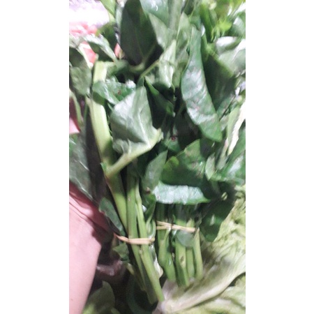 

gendolan/daun dewa 1iket