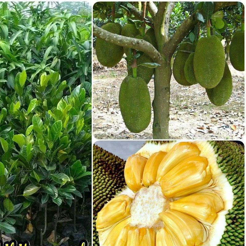 Bibit nangka mini okulasi