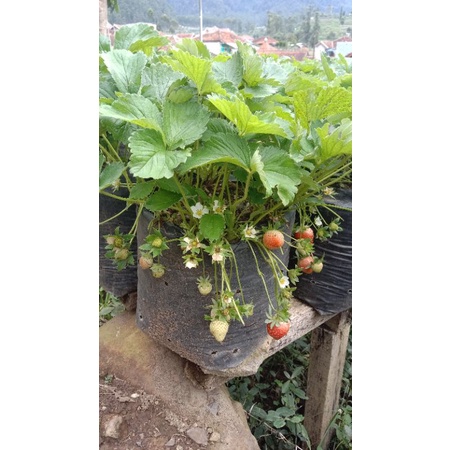 bibit strawberry mencir sudah berbunga