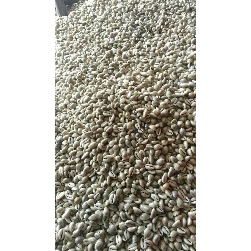 

biji congklak dari keong/kerang