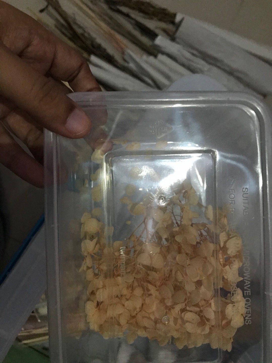 Acroclinium Rodanthe Manglesii Bunga Kering Asli 1 Ikat Import Dried Flower Preserved Flower