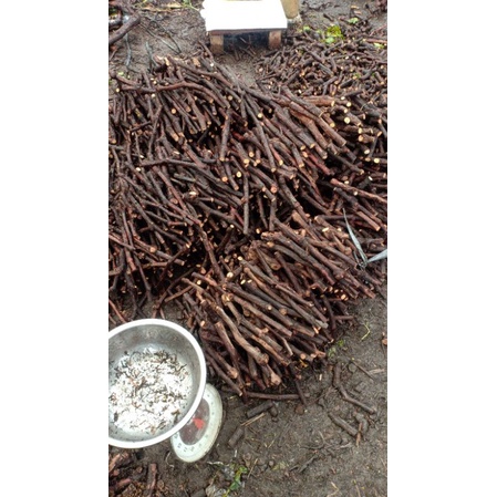 cutting anggur lokal bela