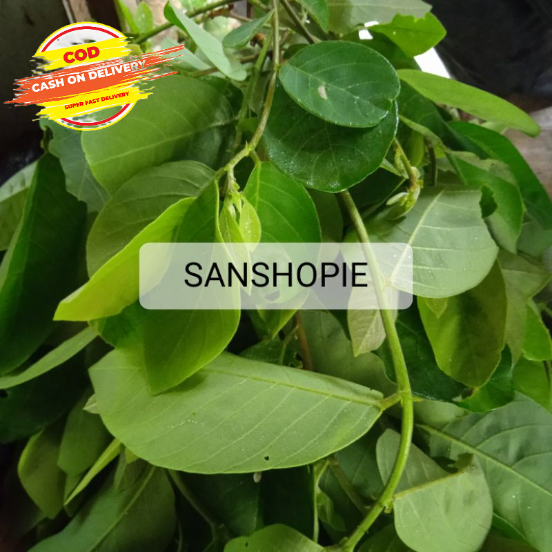 

Daun Kandri Atau Daun Kanyere segar 500 gram