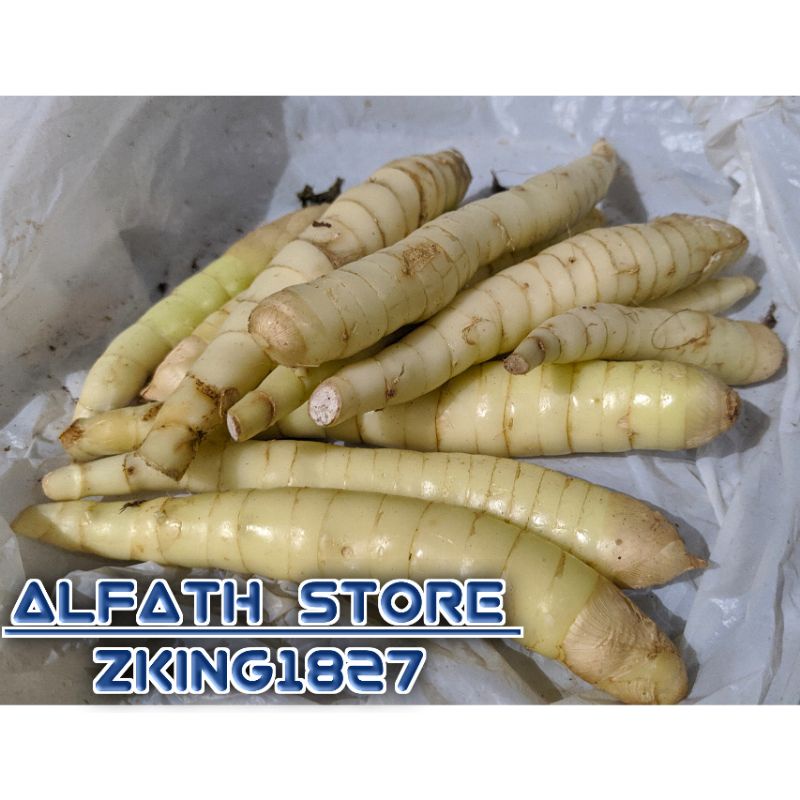 

UMBI GARUT FRESH 500 GRAM