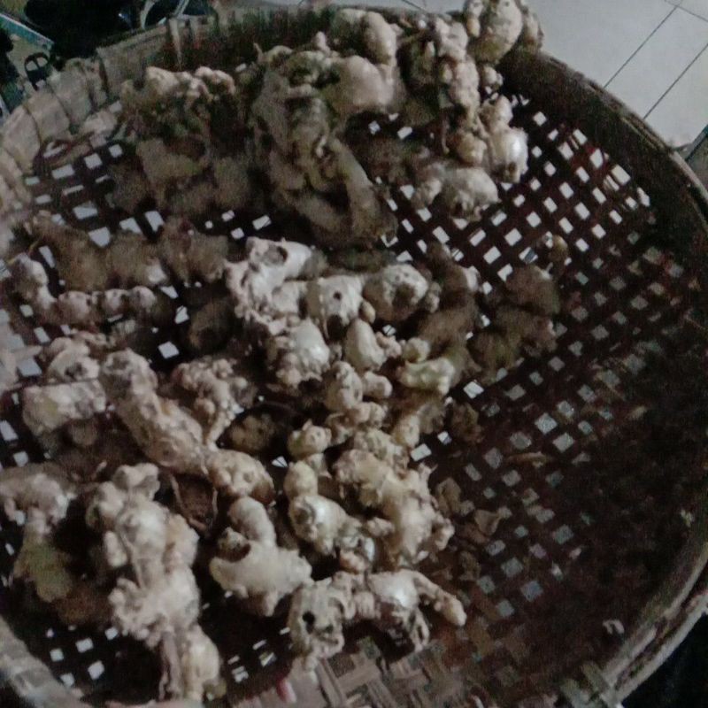 

Jahe fresh baru petik