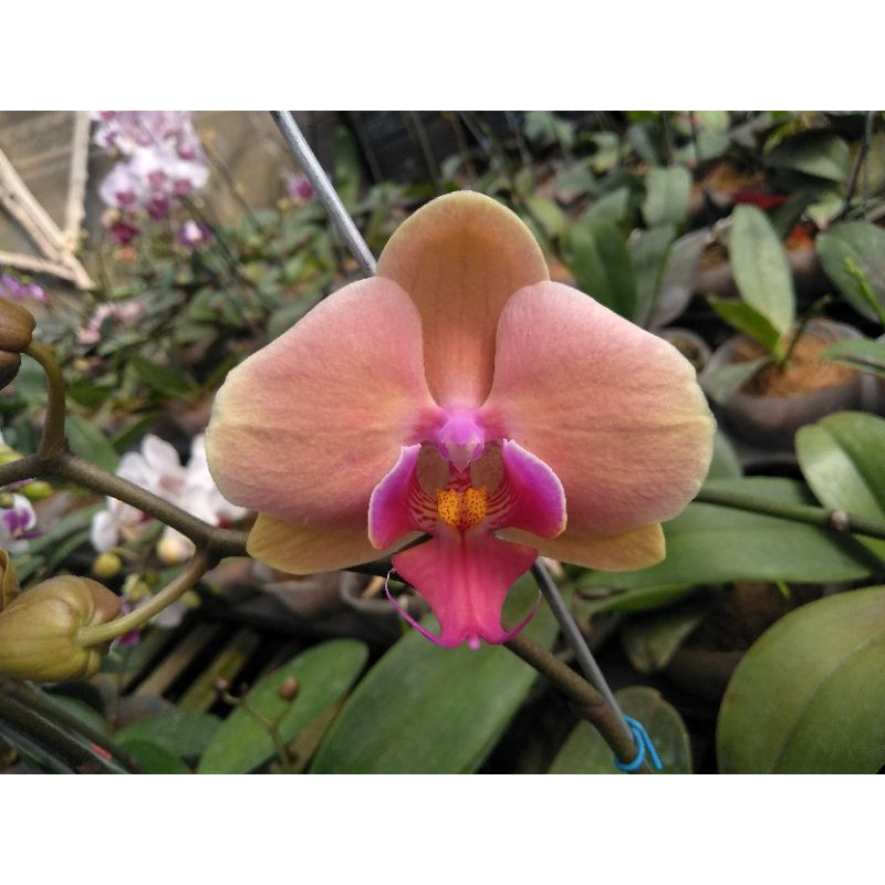 anggrek bulan grade B orange lidah merah cream peach phalaenopsis hybrid bunga medium kondisi knop m