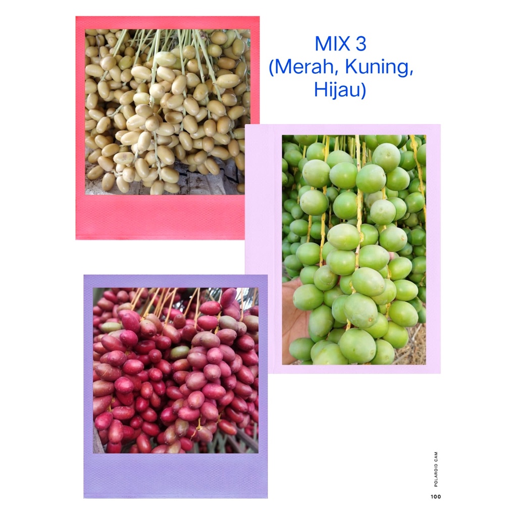 

Kurma Muda Mix 3 Warna Promil 100 Gr + Zuriat