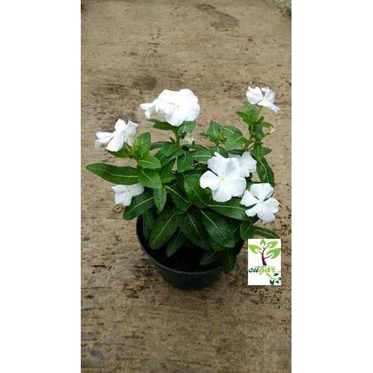 vinca gantung putih
