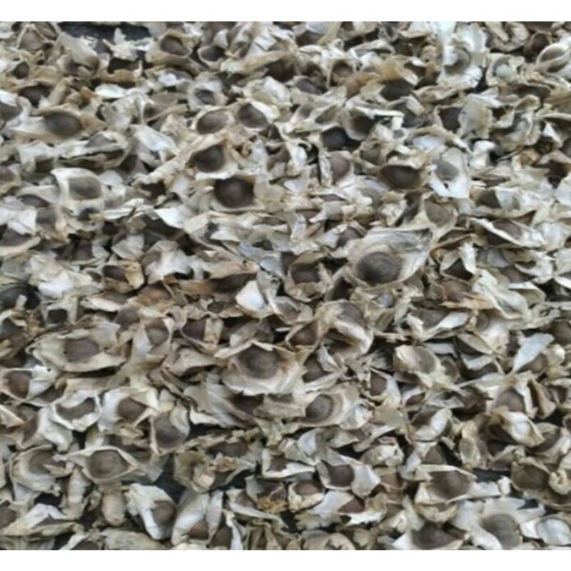 Biji Kelor / Moringa Seed / Bibit kelor / Bibit biji Kelor