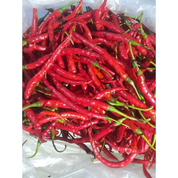 

Cabai merah kriting