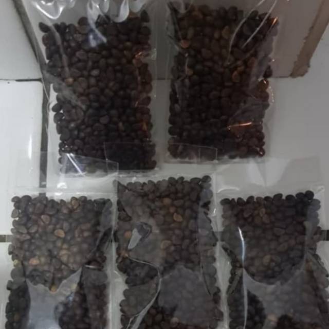 Biji Benih Pohon Kangkung - Bibit Biji Pohon Kangkung