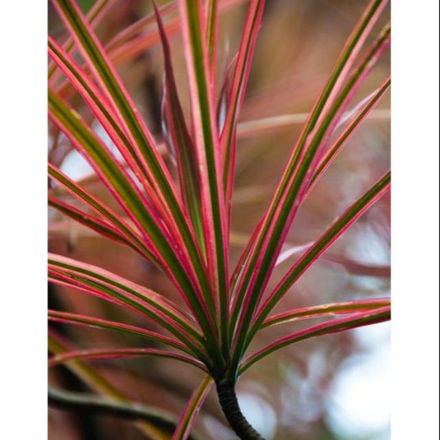 Tanaman Hias Dracena Tricolor