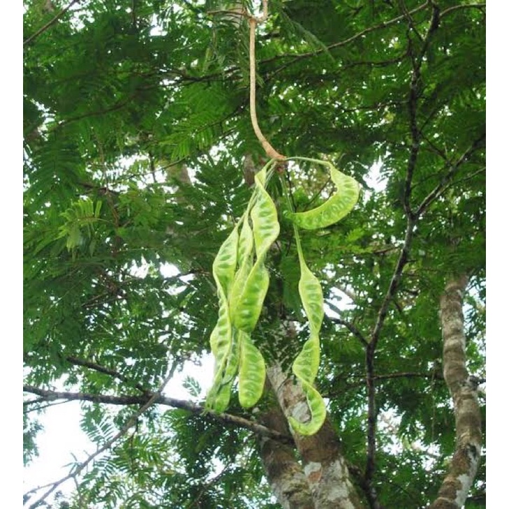 

daun petai besar atau daun pete segar