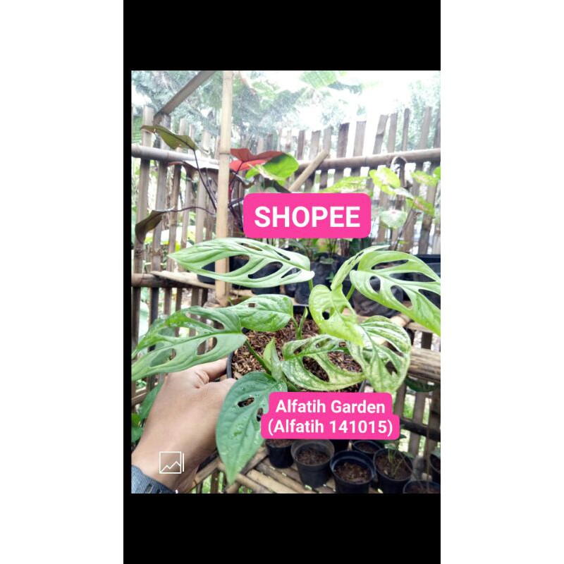 Tanaman hias janda bolong- Janda bolong-Janbol adansoni-Janbol varigata-PROMO Tanaman janda bolong