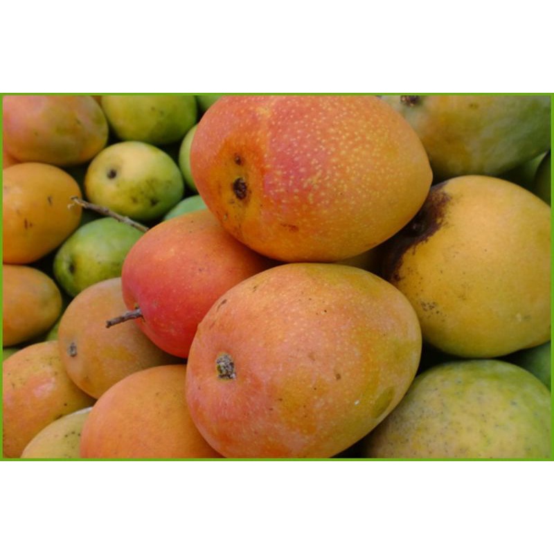 Mangga Gedong Gincu Super manis 1 kg SAYUR GEDEBAGE PRAKTIS BANDUNG