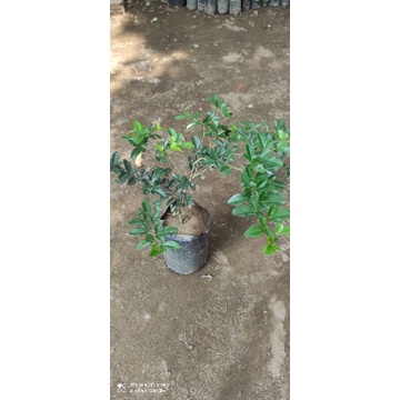 Bahan bonsai kingkit