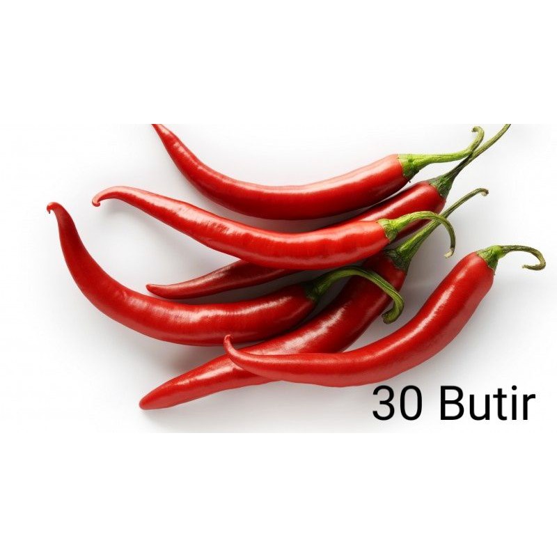 bibit cabe merah besar