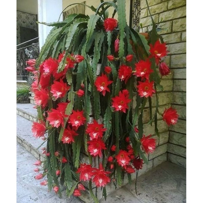 bibit bibit tanaman wijaya kusuma disocactus ackermanii