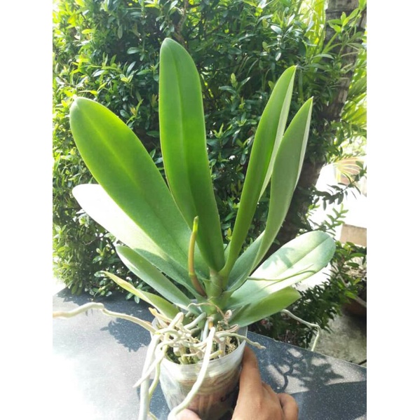 ( COD ) Anggrek Bulan Dewasa Jumbo Spike Knop Besar Raksaksa Murah No id Siap Berbunga Hybrid Taiwan Phalaenopsis Warna Putih dan Ungu
