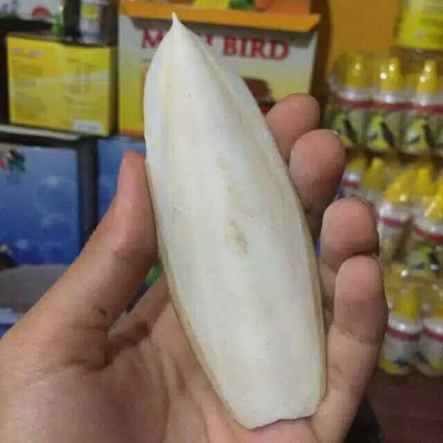 SOTONG KERING UNTUK BURUNG BERKICAU