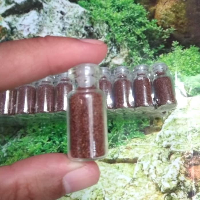 Carpet Seed Aquascape mini