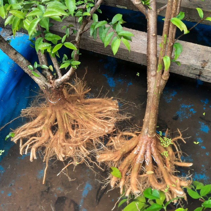 Pohon Bonsai Anting Putri