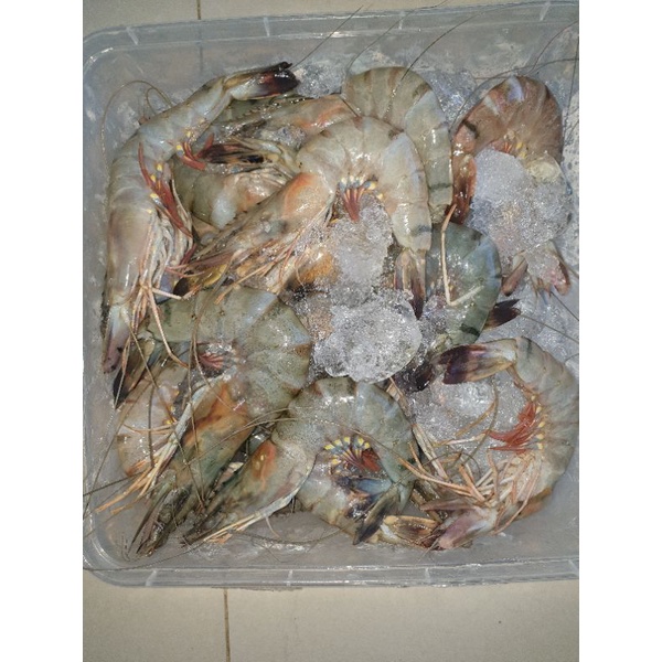 

udang tiger