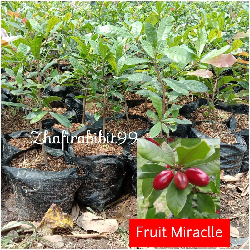Bibit Fruit Miracle