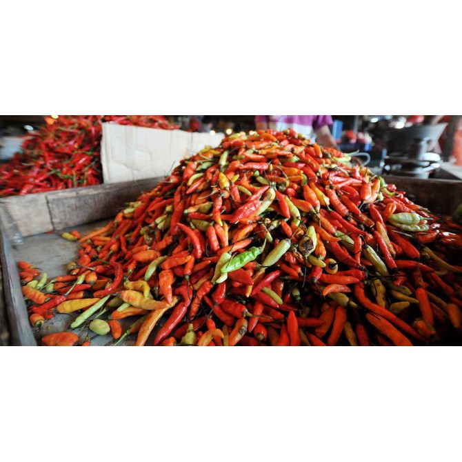 

Cabe Rawit Merah Super