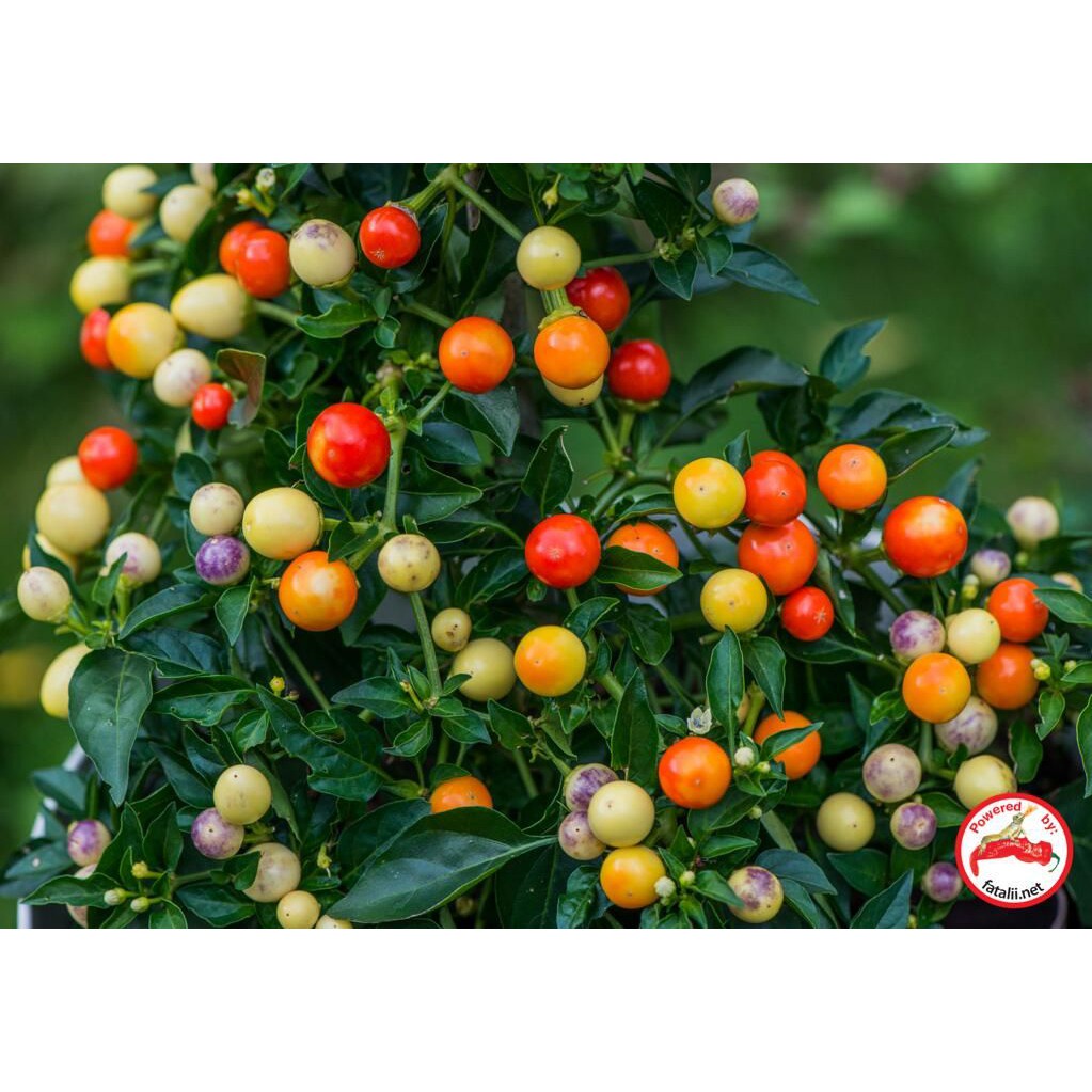 BS-BYL Bibit Cabe Hias Pelangi Benih Tanaman Sayuran Cabai Carolina Reaper Merah Bolivian Rainbow Katokkon Numex Giant Raksasa Sweet Italian Ungu Hitam-CH RED FIRE