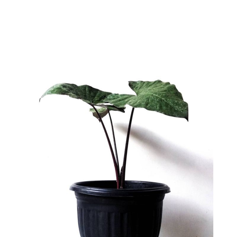 tanaman kelady sente hitam - tanaman hias - sente hitam