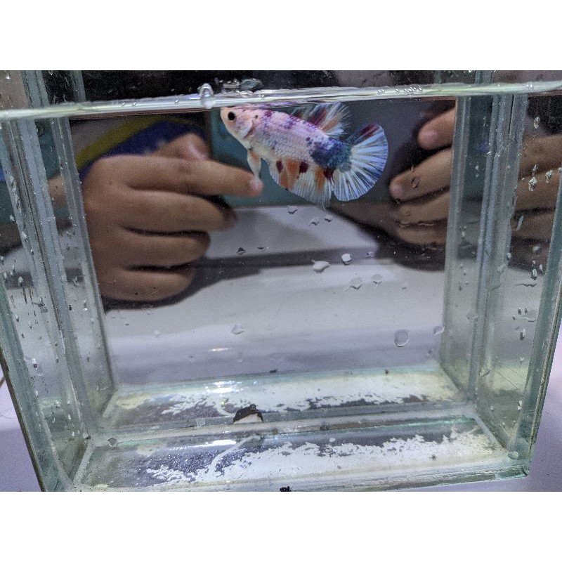 paket belajar breed ikan cupang koi , Nemo , candy, multicolour