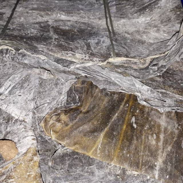 

Hai tai phi ( rumput laut )