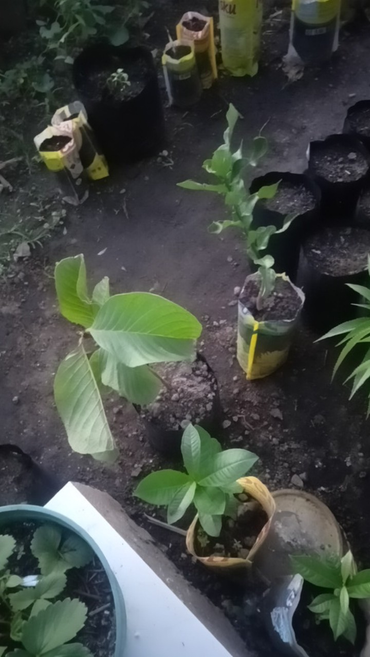 Bibit Buah Jeruk Purut/bumbu