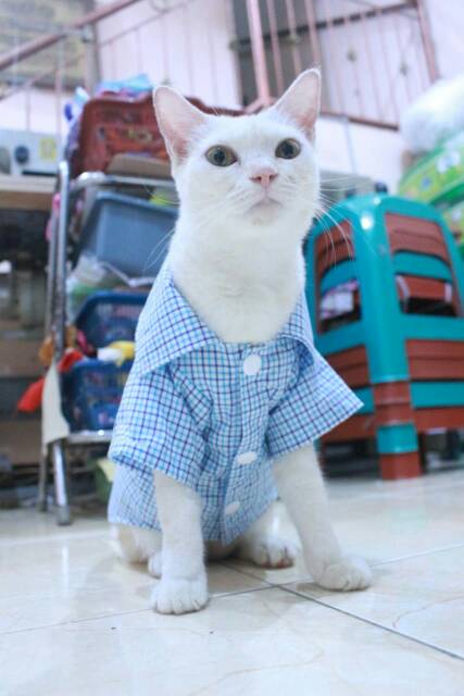 Kemeja kotak-kotak biru laut lucu untuk kucing dan anjing size S M L XL