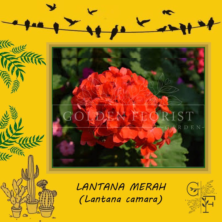 TANAMAN LANTANA MERAH